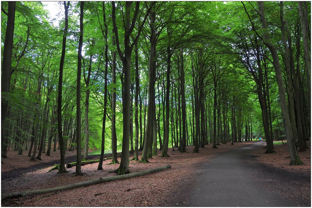 Rügen, Nationalpark Jasmund