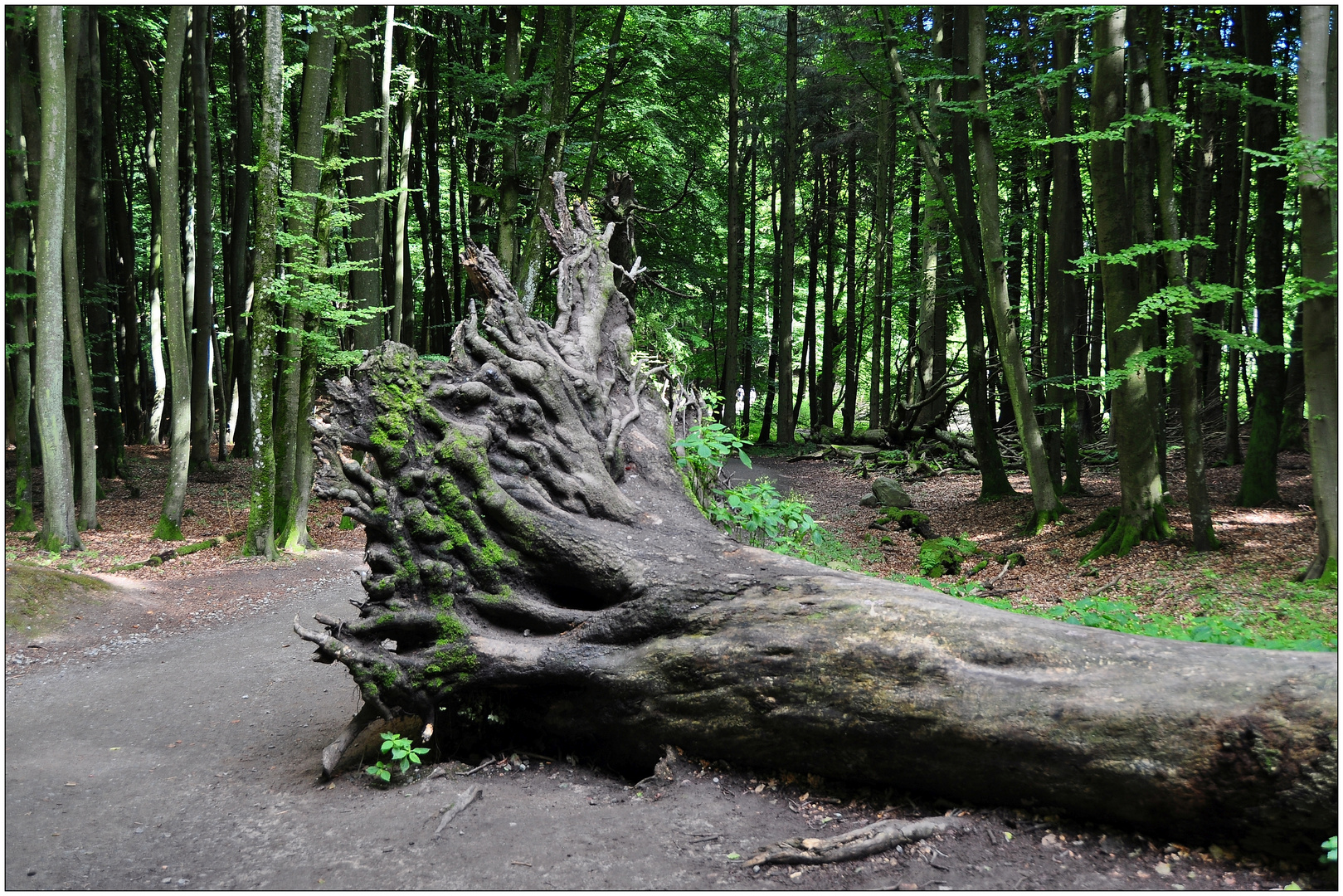 Rügen, Nationalpark Jasmund