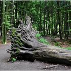 Rügen, Nationalpark Jasmund