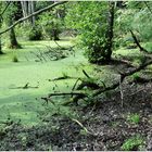 Rügen, Nationalpark Jasmund