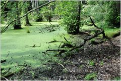 Rügen, Nationalpark Jasmund