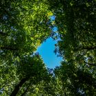 Rügen Nationalpark Jasmund