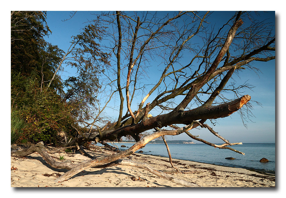 Rügen Natur pur