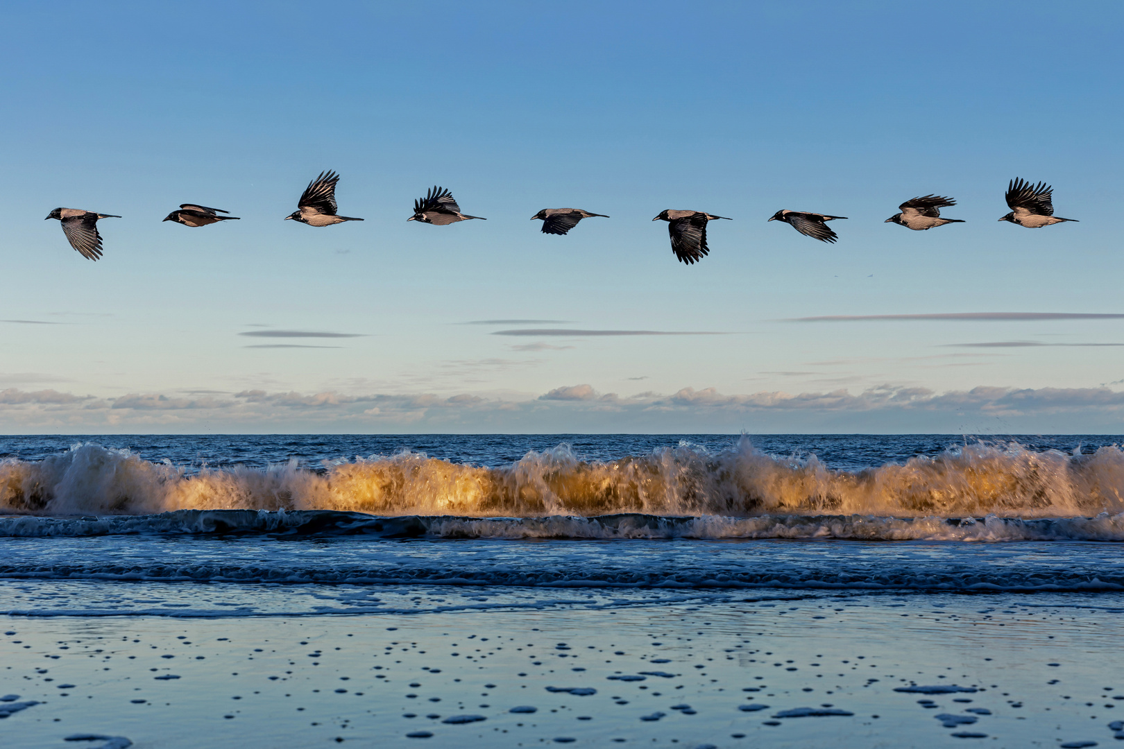 Rügen - Nur ein Flügelschlag am Strand von Göhren