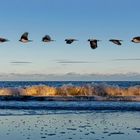 Rügen - Nur ein Flügelschlag am Strand von Göhren