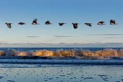 Rügen - Nur ein Flügelschlag am Strand von Göhren