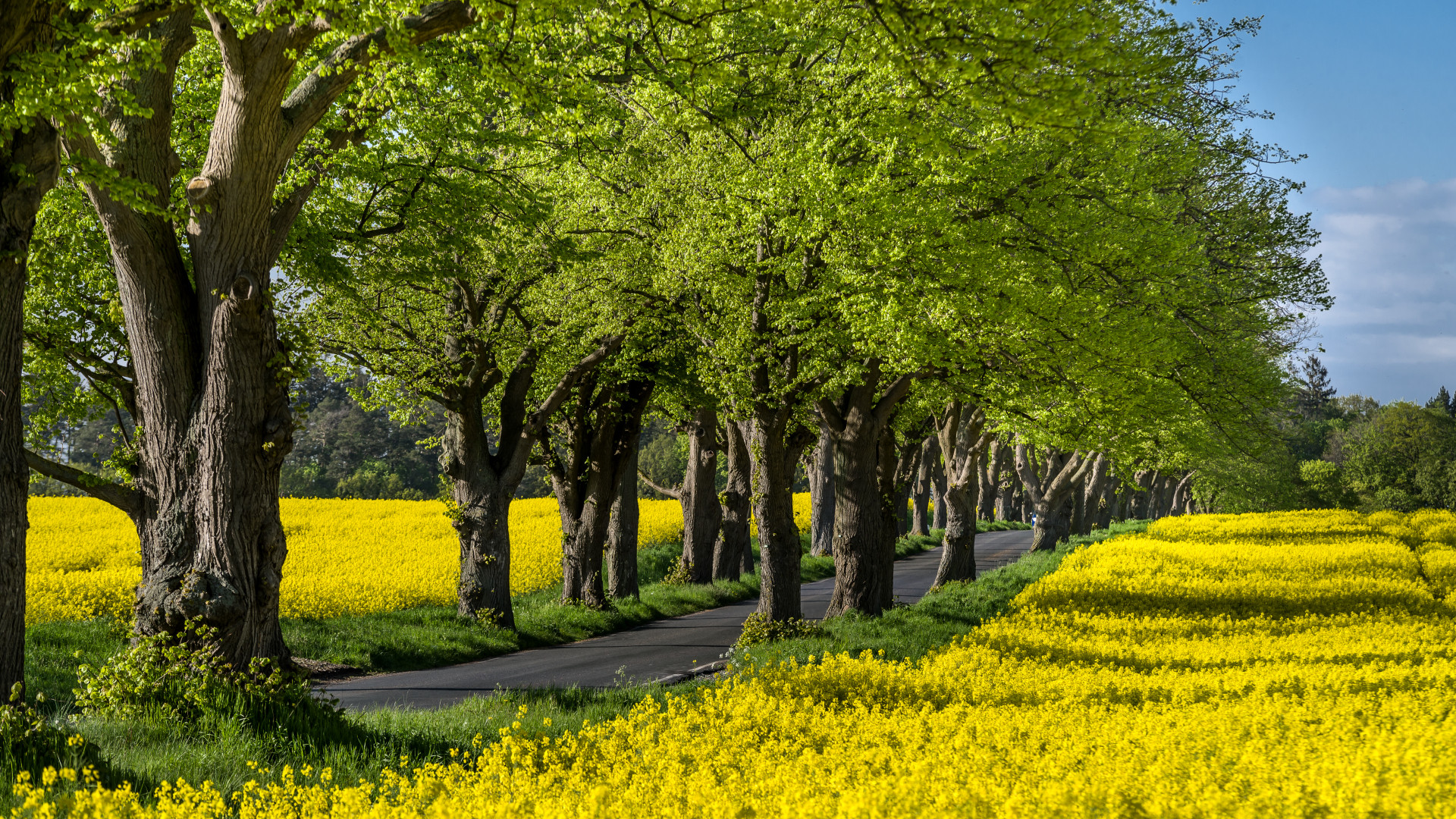 Rügen Rapsblüte