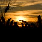 Rügen - Sonnenuntergang