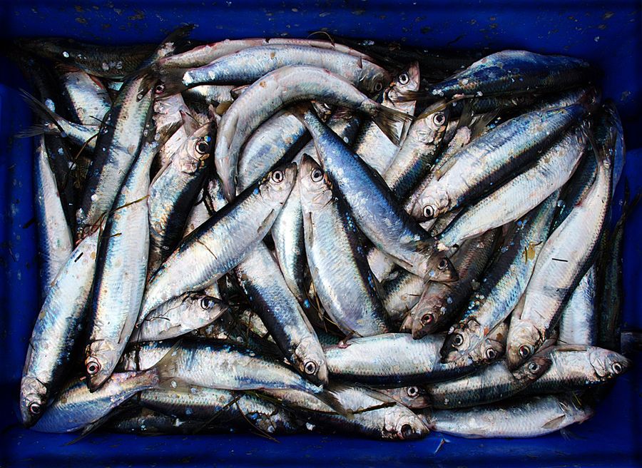 Rügen Stillleben: "Fisch"