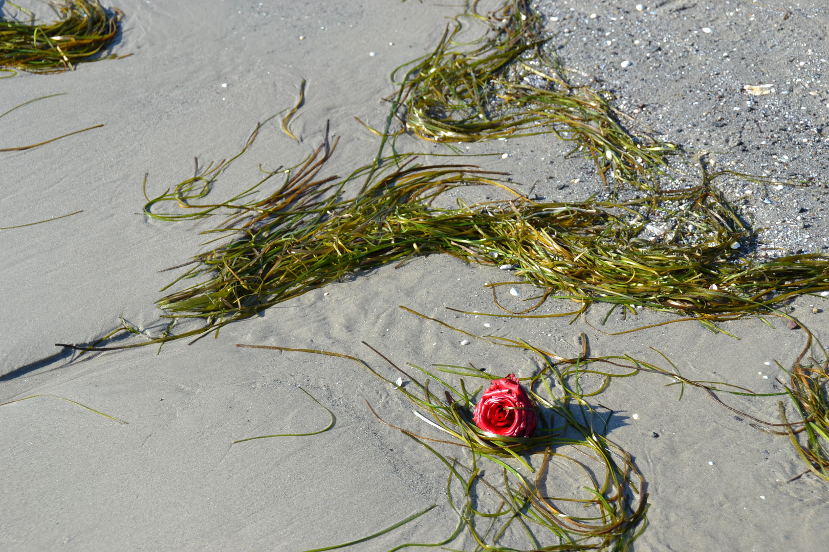 Rügen Strandgut