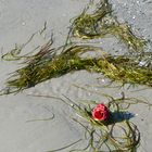 Rügen Strandgut