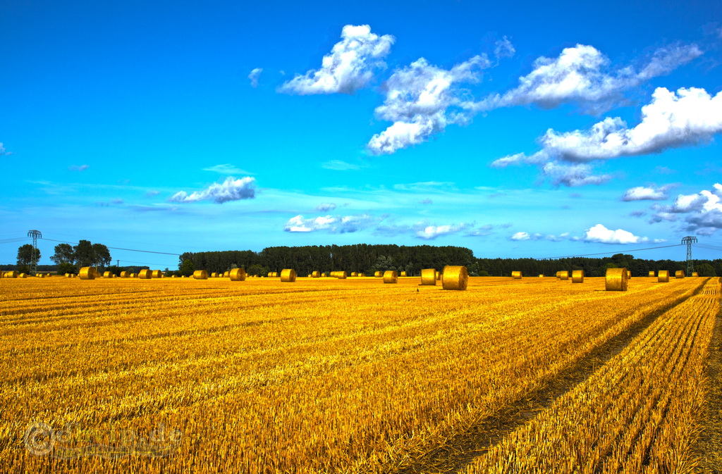 Rügen - Strohernte