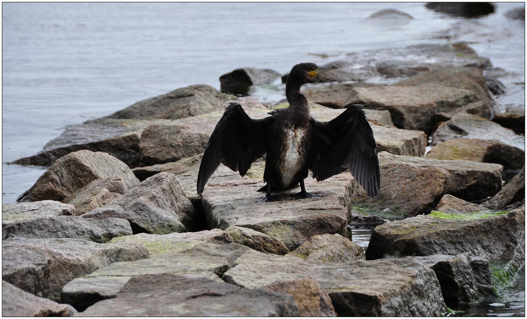 Rügen, Thiessow, Kormoran