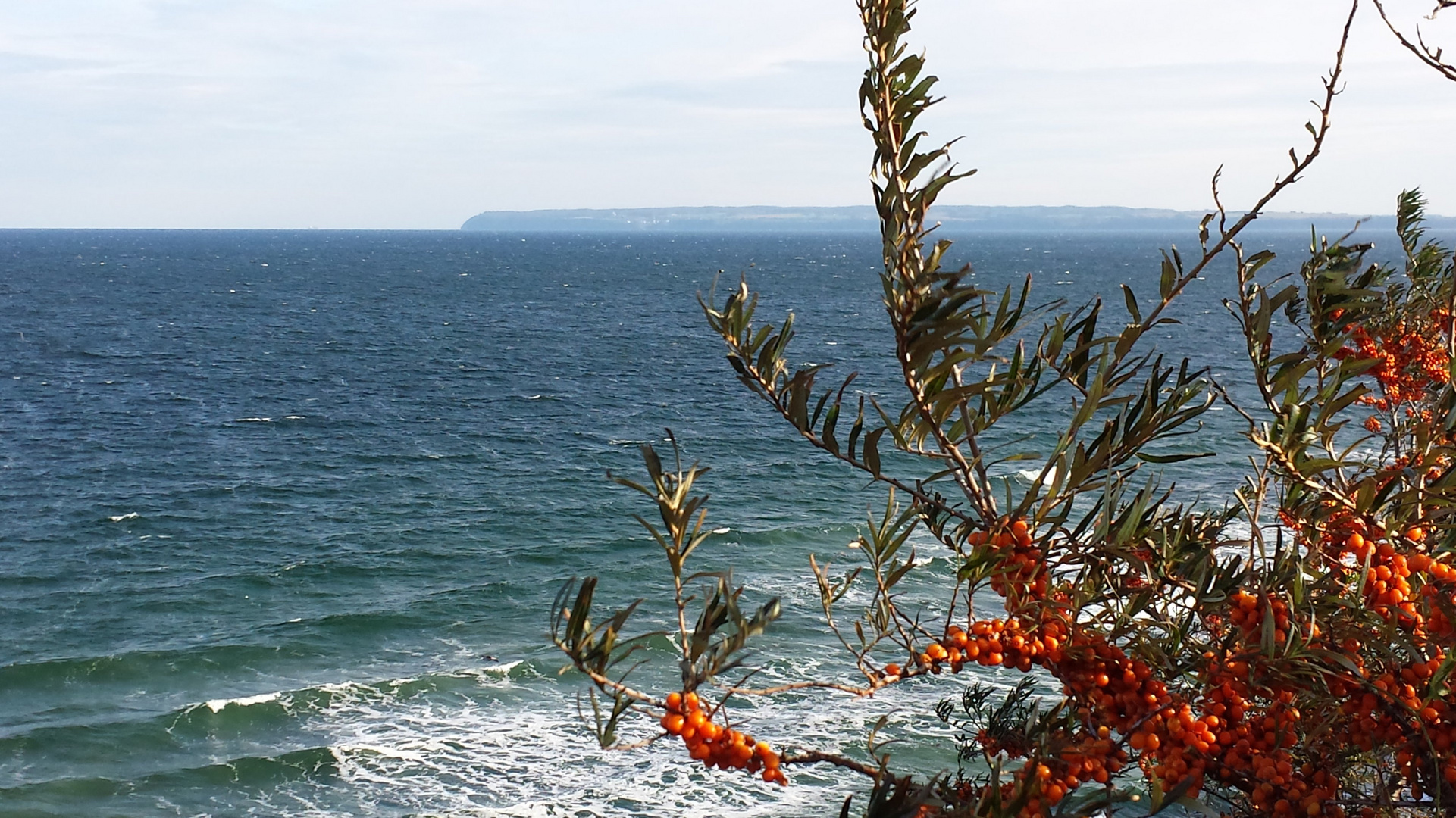 Rügen und Sanddorn