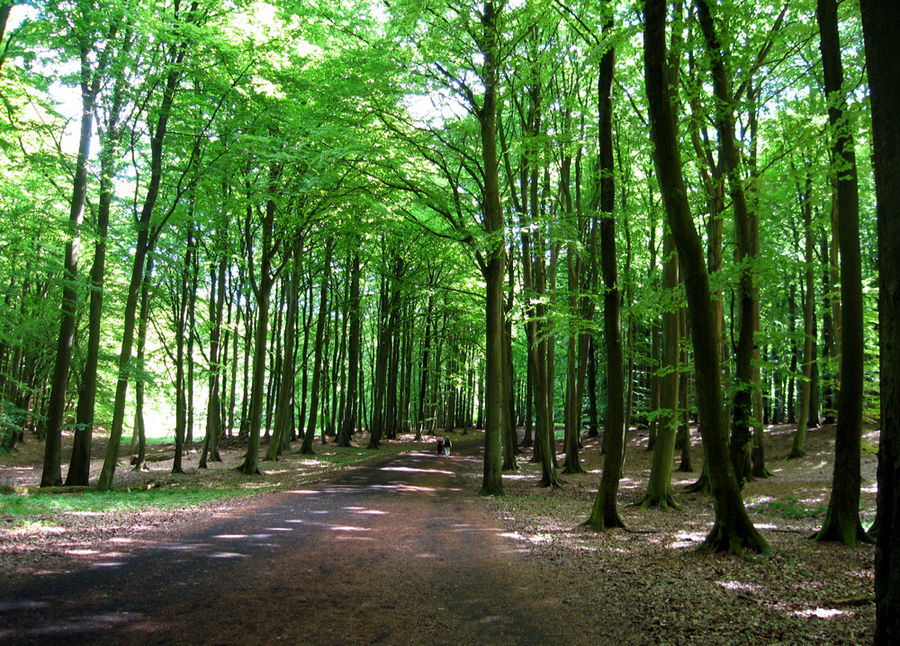 Rügen: Waldspatziergang