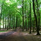 Rügen: Waldspatziergang