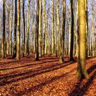 Rügen - Weltnaturerbe Buchenwald in der Februarsonne