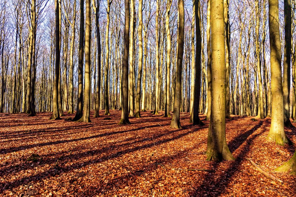 Rügen - Weltnaturerbe Buchenwald in der Februarsonne