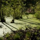 Rügen Wiesengrund