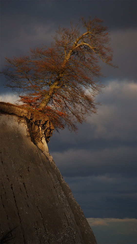 Rügen --- windschiefer Baum hoch auf einem Kreidefelsen