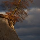 Rügen --- windschiefer Baum hoch auf einem Kreidefelsen