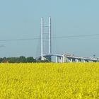Rügenbrücke im Mai