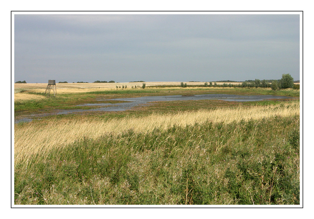 Rügener Landschaft #5