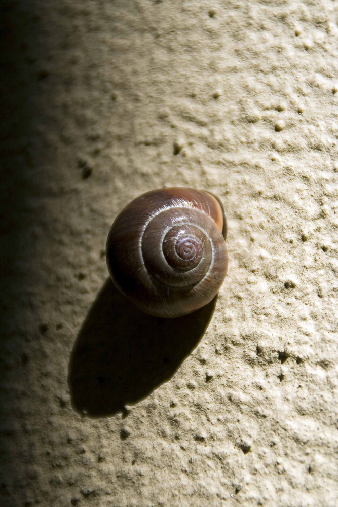 Rügener Schnecke