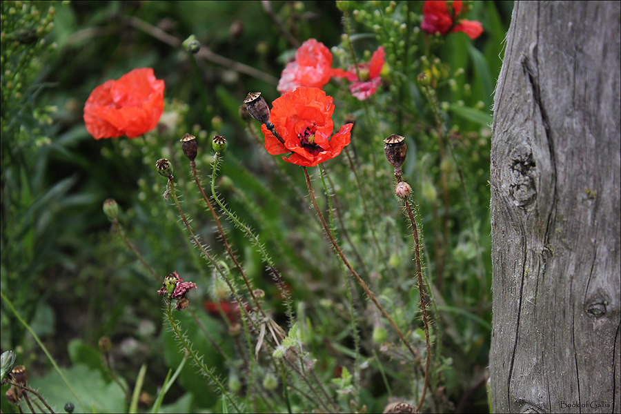 Rügenmohn