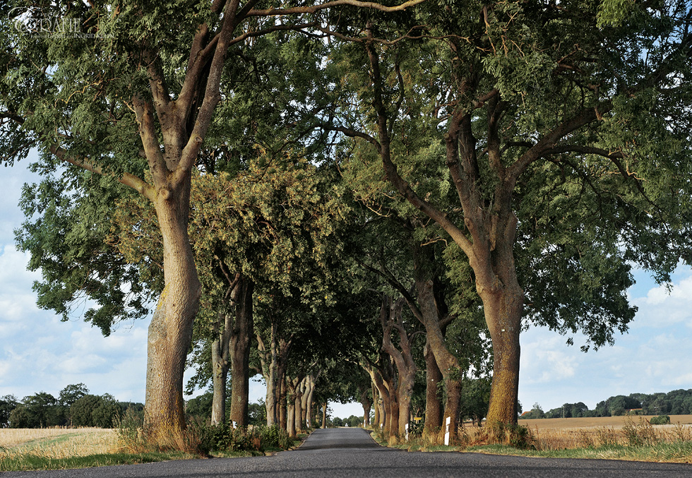 Rügens Alleenstraße (1)