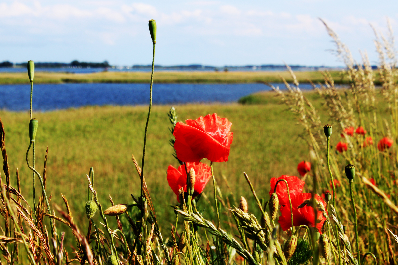 Rügens Mohn