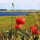 Rügens Mohn