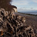 Rügenstrand mit Wurzel