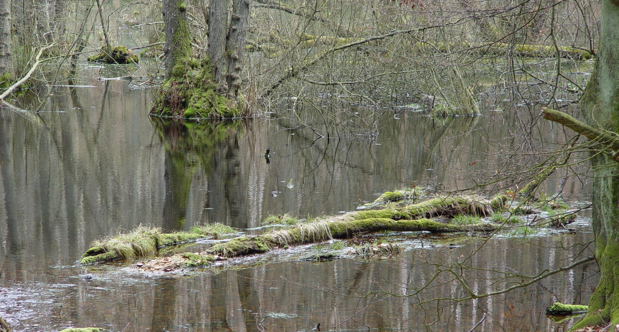 Rügen...versteckt.