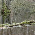 Rügen...versteckt.