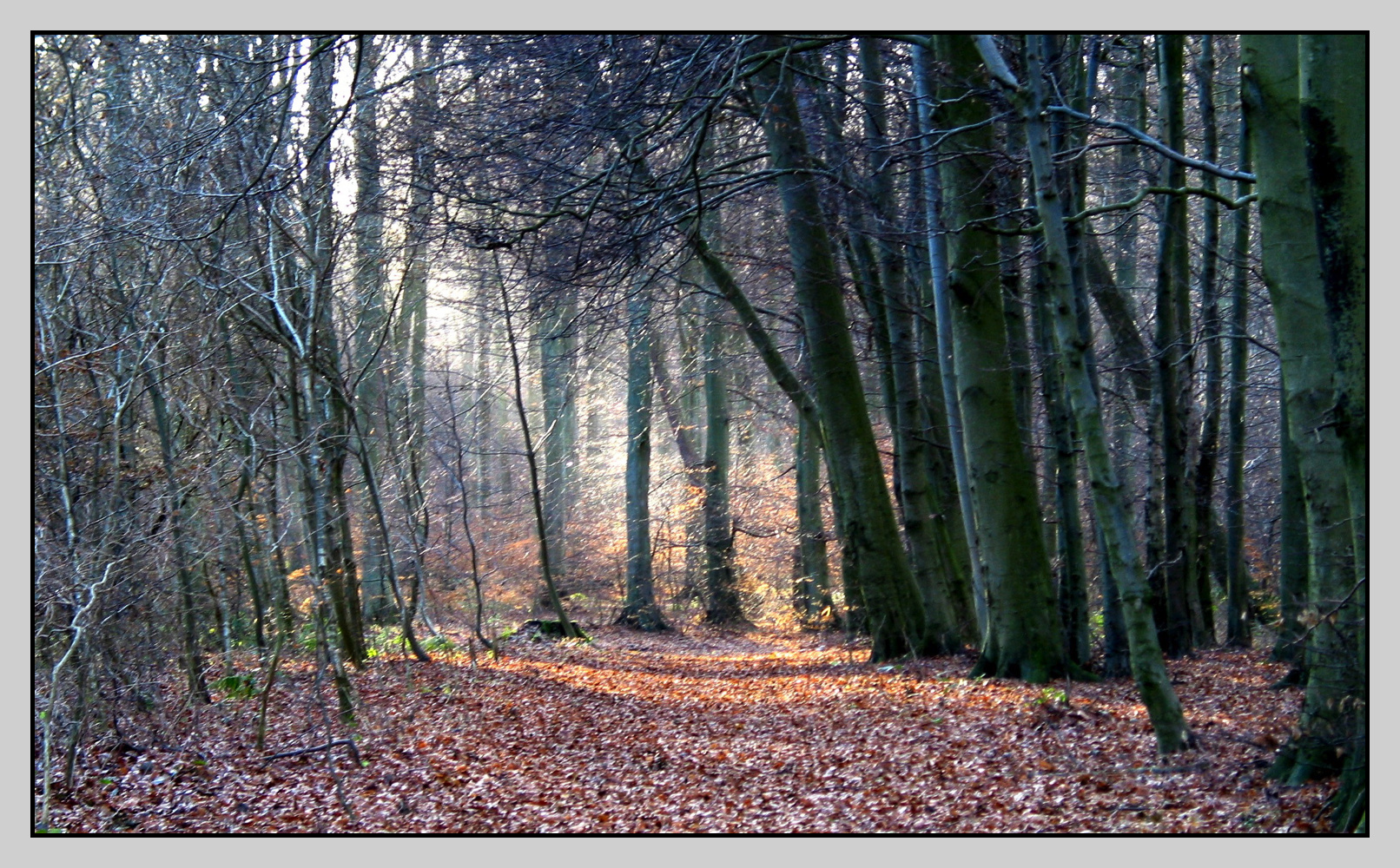 ... Rügenwald ...