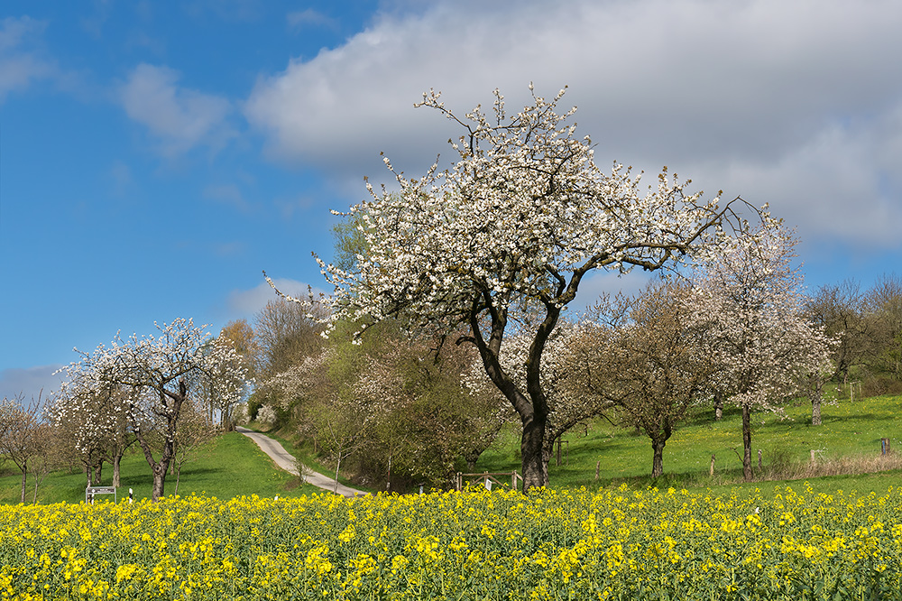 Rühler Schweiz