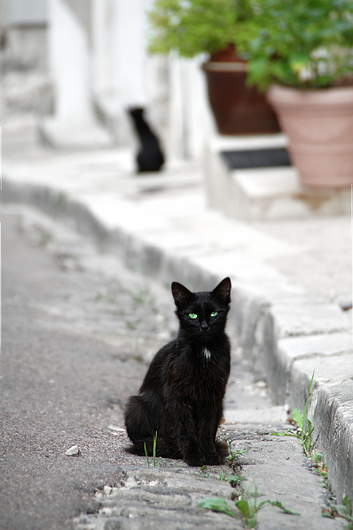 Ruelle des Chats