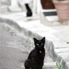 Ruelle des Chats