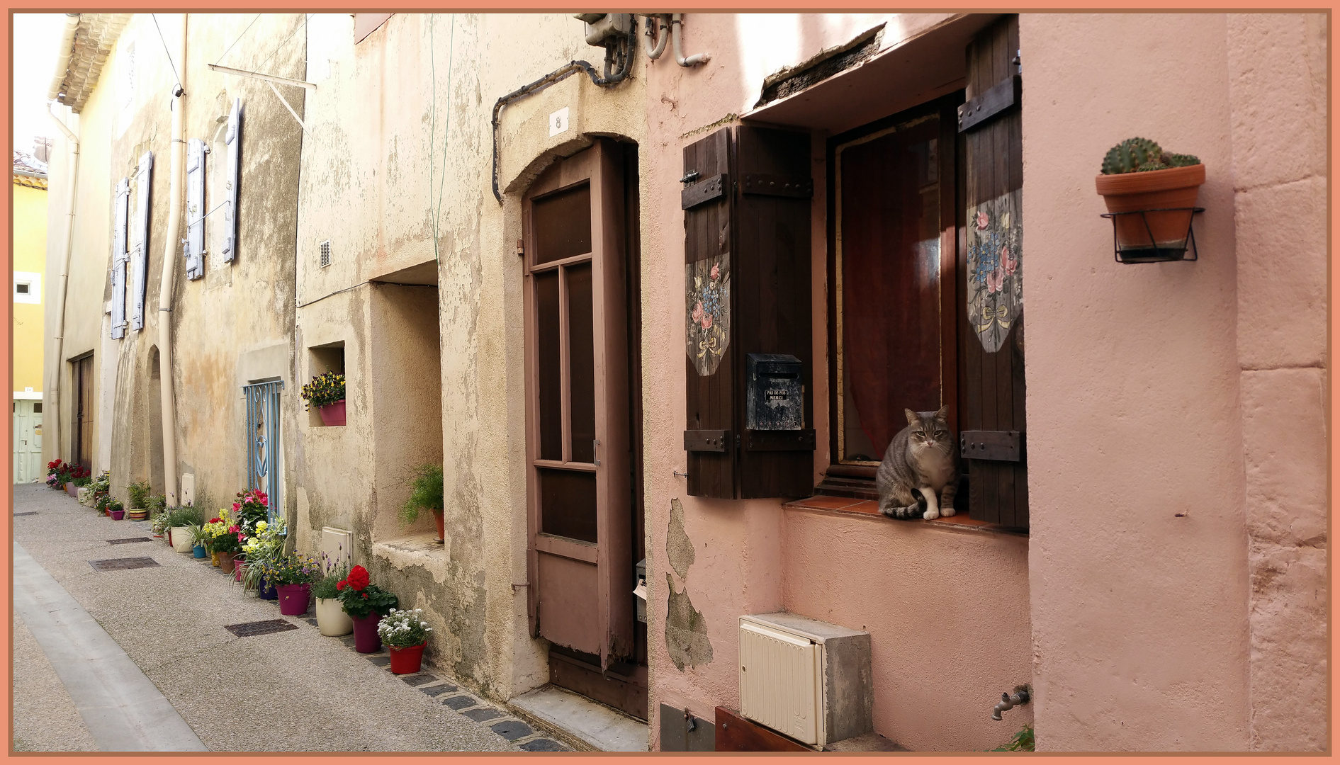 Ruelle, fleurs et chat !