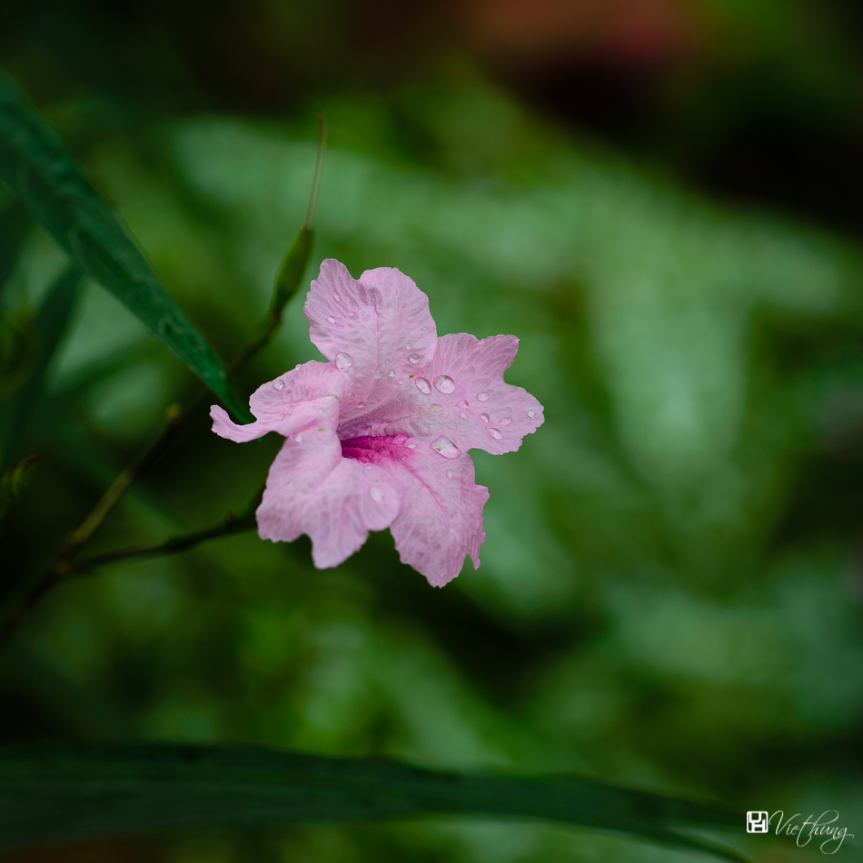 Ruellia brittoniana