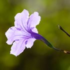 Ruellia simplex