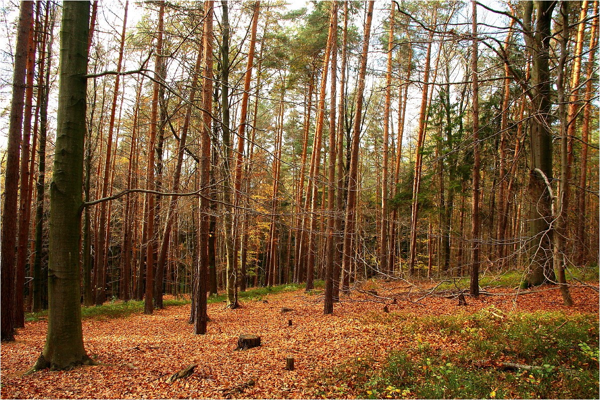 Rümpfwaldherbst 2013 (5)