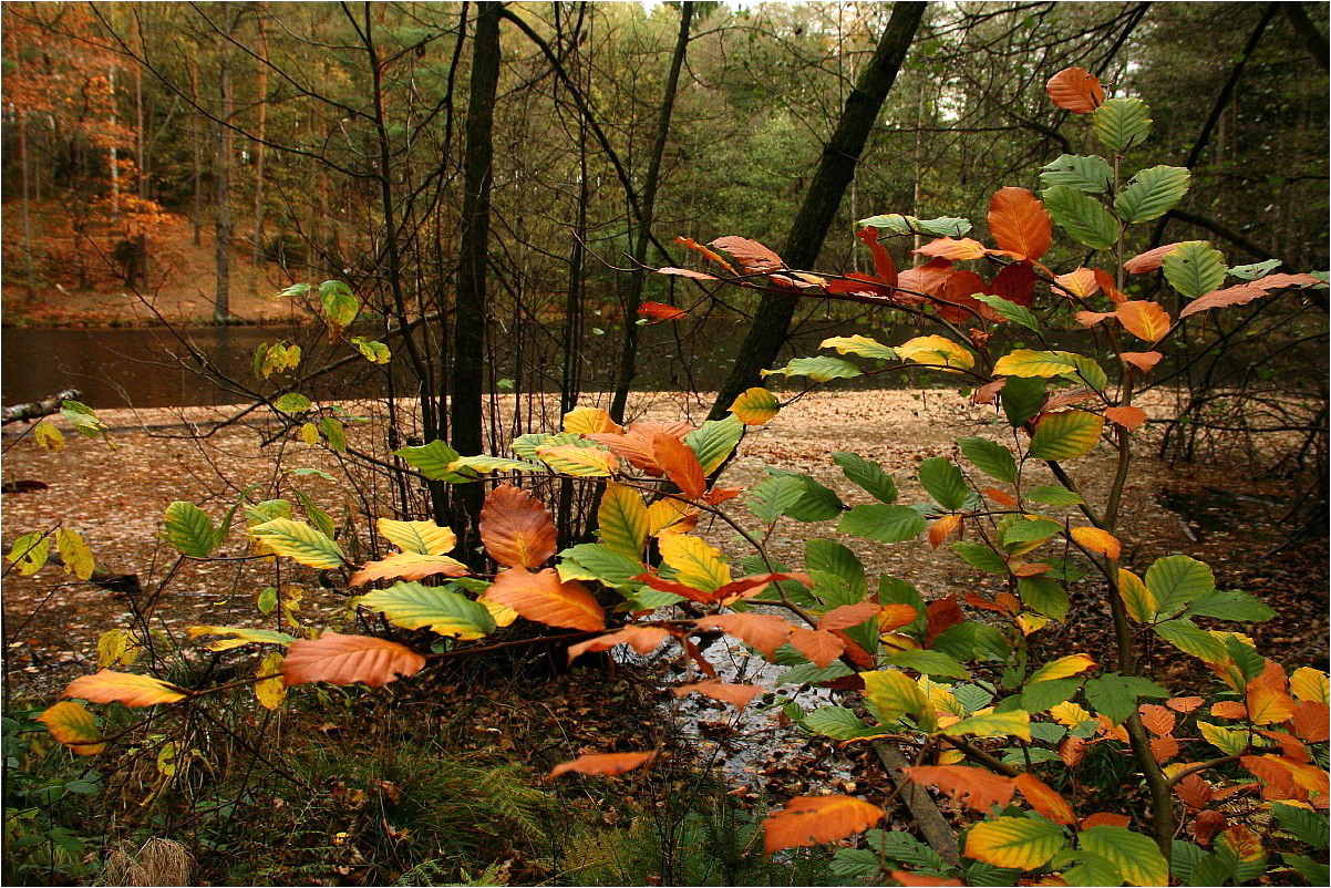 Rümpfwaldherbst 2013 (8)