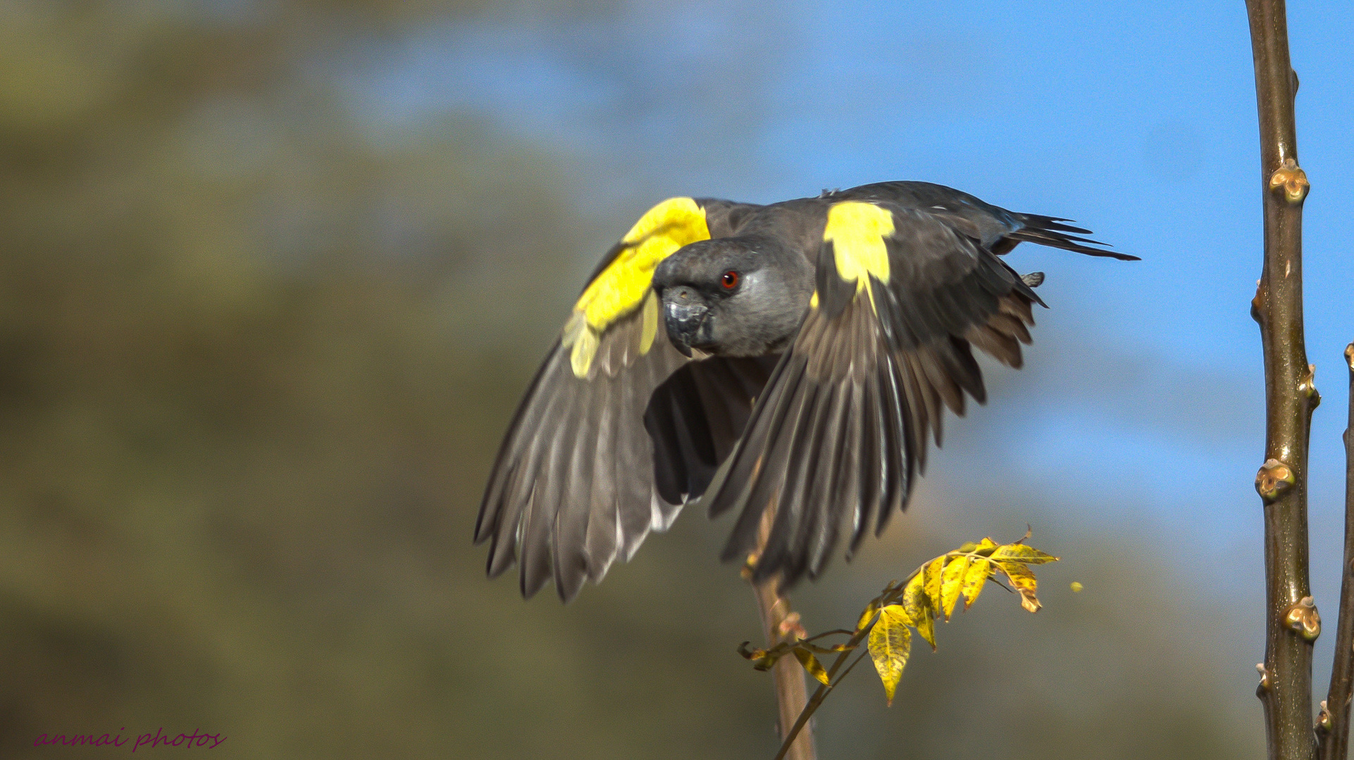 Rüppel Papagei im Flug.