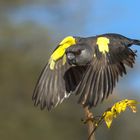 Rüppel Papagei im Flug.