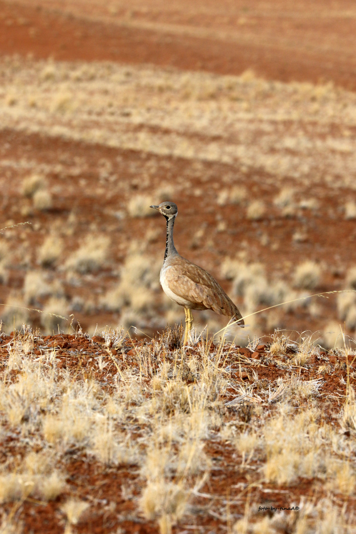 Rüppell's Korhaan