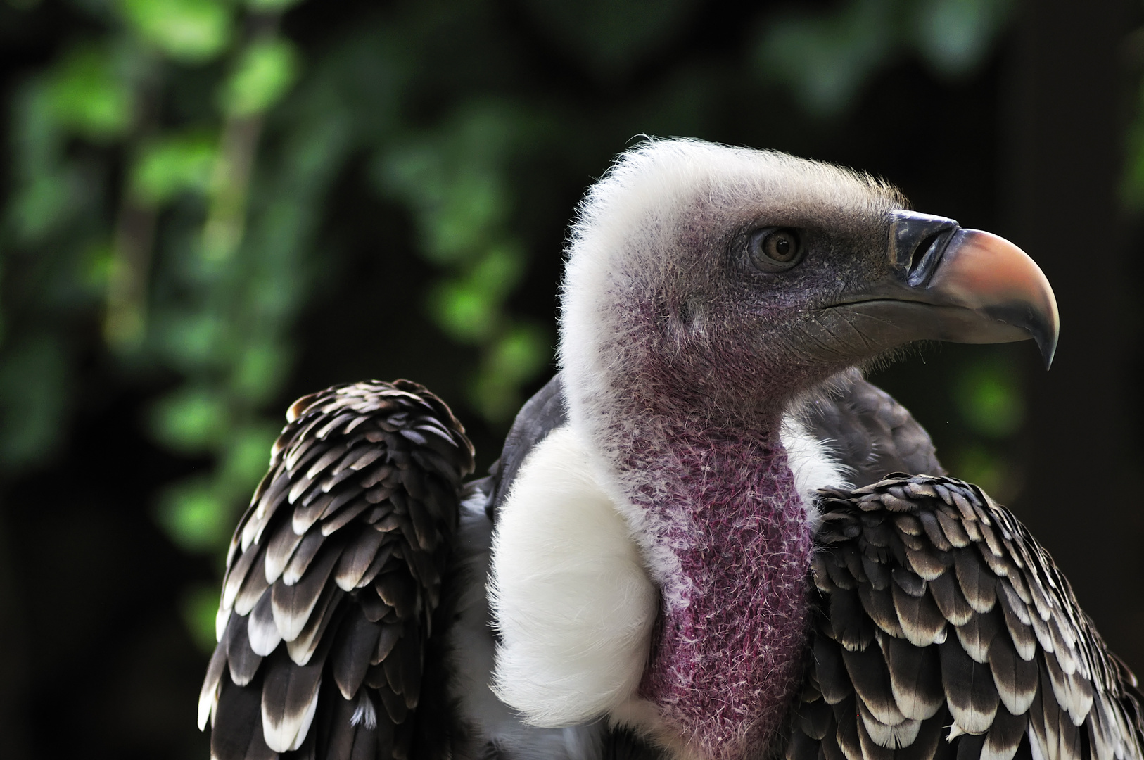 Rüppell's Vulture