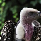 Rüppell's Vulture