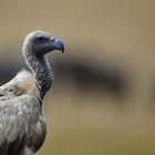 Rüppell's vulture